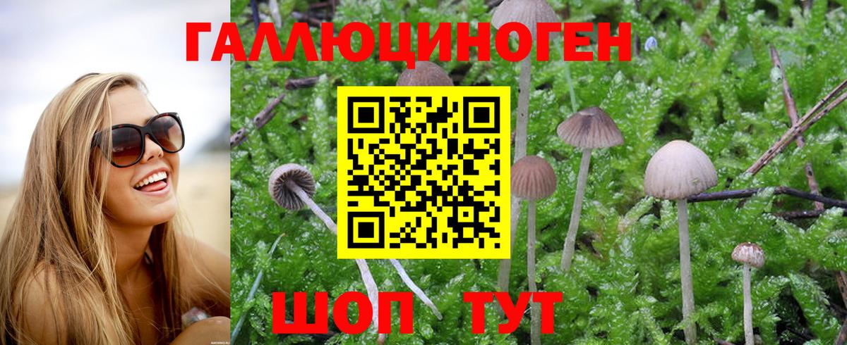 Славгород  Псилоцибиновые грибы Cubensis  Галлюциногенные грибы Cubensis  Вход с VPN 